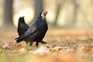 Rook -Corvus frugilegus- with a hazelnut in its beak, on autumn leaves, Leipzig, Saxony, Germany Rook -Corvus frugilegus- with a hazelnut in its beak, on autumn leaves, Leipzig, Saxony, Germany
