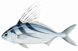 Roosterfish (Nematistius pectoralis), with long spines on dorsal fin Roosterfish (Nematistius pectoralis), with long spines on dorsal fin