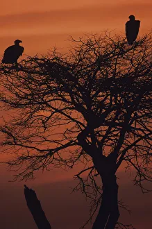 Roosting vultures silhouetted at sunset, Serengeti National Park, Tanzania Roosting vultures silhouetted at sunset, Serengeti National Park, Tanzania
