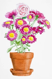 Rosa, single pink Rose and Chrysanthemum Sp., pink flowers with yellow stamens growing in Rosa, single pink Rose and Chrysanthemum Sp., pink flowers with yellow stamens growing in