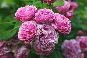 Rose, Bourbon rose variety Louise Odier (Rosa x borboniana cultivar Louise Odier) Rose, Bourbon rose variety Louise Odier (Rosa x borboniana cultivar Louise Odier)