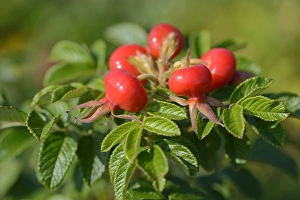 Rose hips of the Rugosa Rose -Rosa rugosa- Rose hips of the Rugosa Rose -Rosa rugosa-