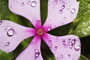 Rosys Periwinkle with Water Droplets - Close-up Rosys Periwinkle with Water Droplets - Close-up