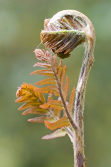Royal fern -Osmunda regalis Purpurascens- sprout Royal fern -Osmunda regalis Purpurascens- sprout