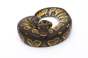 Prints of Royal Python -Python regius-, Black Head, female, Markus Theimer reptile breeding, Austria Royal Python Prints: Royal Python Black Head Female Print