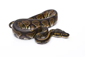 Constrictor Snake Species Prints: Royal Python -Python regius-, Black Head, male, Markus Theimer reptile breeding, Austria