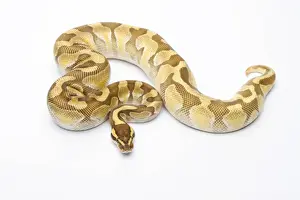 Prints of Royal Python -Python regius-, Butter Enchi, male, Markus Theimer reptile breeding, Austria Royal Python Prints: Royal Python Print - Butter Enchi Male