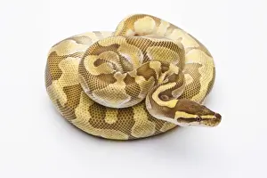 Python Regius Prints: Royal Python -Python regius-, Butter Enchi, male, Markus Theimer reptile breeding, Austria