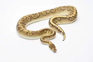 Constrictor Snakes Prints: Royal Python -Python regius-, Champagne, male, Markus Theimer reptile breeding, Austria