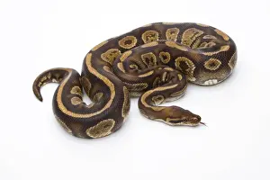 Prints of Royal Python -Python regius-, Fefe, male, Markus Theimer reptile breeding, Austria Royal Python Prints: Royal Python Print - Fefe, Male