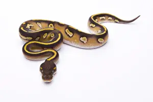 Prints of Royal Python -Python regius-, Mojave Black Head, female, Markus Theimer reptile breeding, Austria Royal Python Prints: Royal Python Mojave Black Head Female Print