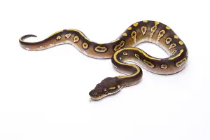 White Background Snakes Prints: Royal Python -Python regius-, Mojave Black Head