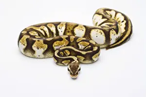 Reptile Photography Austria Prints: Royal Python -Python regius-, Pastel Calico