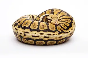 Prints of Royal python -Python regius-, Powerball, male, reptile breeder Willi Obermayer, Austria Royal Python Prints: Royal Python Print - Powerball Male by Willi Obermayer