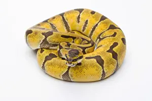 Prints of Royal Python -Python regius-, Super Enchi, female, Markus Theimer reptile breeding, Austria Royal Python Prints: Royal Python Super Enchi Female Print