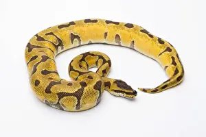 Royal Python Super Enchi Female Print