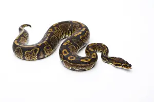 Prints of Royal Python -Python regius-, Super Granite, male, Markus Theimer reptile breeding, Austria Royal Python Prints: Royal Python Super Granite Male Print