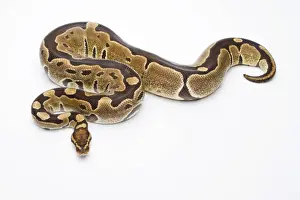 Python Regius Prints: Royal Python -Python regius-, Super Razor