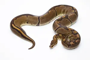 Prints of Royal Python -Python regius-, Super Venom, female, Markus Theimer reptile breeding, Austria Royal Python Prints: Royal Python Print - Super Venom Female