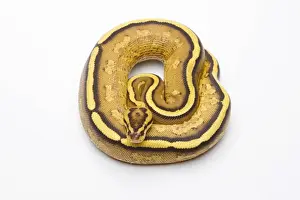 Prints of Royal Python -Python regius-, Superstripe, male, Markus Theimer reptile breeding, Austria Royal Python Prints: Royal Python Superstripe Male Print