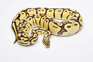 Python Regius Prints: Royal Python -Python regius-, Vanilla Super Pastel