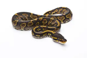 Prints of Royal Python -Python regius-, Yellow Belly Black Head, female, Markus Theimer reptile breeding, Austria Royal Python Prints: Royal Python Yellow Belly Black Head Female Print