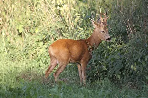 Royal Roebuck -Capreolus capreolus- in the red summer coat, Lower Austria, Austria Royal Roebuck -Capreolus capreolus- in the red summer coat, Lower Austria, Austria