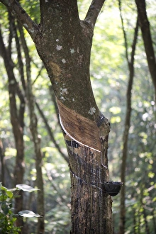 Rubber Tree -Hevea brasiliensis-, natural rubber production on a plantation, Peermade, Kerala, India Rubber Tree -Hevea brasiliensis-, natural rubber production on a plantation, Peermade, Kerala, India