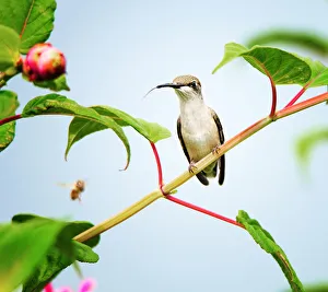 Ruby Throated Hummingbird perched on Vine Ruby Throated Hummingbird perched on Vine