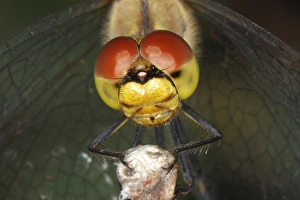 Ruddy Darter -Sympetrum sanguineum-, detail view of the head of a dragonfly, Burgenland Ruddy Darter -Sympetrum sanguineum-, detail view of the head of a dragonfly, Burgenland