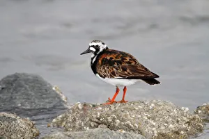 Ruddy Turnstone -Arenaria interpres- in breeding plumage standing on a moss-covered stone on the beach Ruddy Turnstone -Arenaria interpres- in breeding plumage standing on a moss-covered stone on the beach