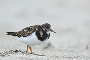 Ruddy Turnstone -Arenaria interpres- in search of food, Dune island, Helgoland, Schleswig-Holstein, Germany Ruddy Turnstone -Arenaria interpres- in search of food, Dune island, Helgoland, Schleswig-Holstein, Germany