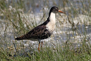 Ruff -Philo pugnax-, male wading through shallow water, Lauwersmeer National Park Ruff -Philo pugnax-, male wading through shallow water, Lauwersmeer National Park