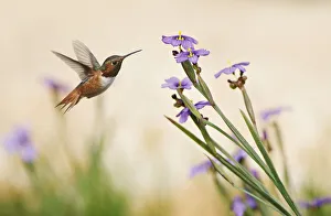 Rufous Hummingbird and Blue-Eyed Grass Flowers Rufous Hummingbird and Blue-Eyed Grass Flowers