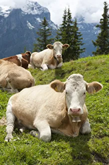 Ruminating cows -Bos primigenius taurus-, traditional farming, mountain farming, green pasture Ruminating cows -Bos primigenius taurus-, traditional farming, mountain farming, green pasture
