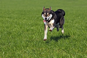 Running young Siberian Husky dog -Canis lupus familiaris- male, domestic dog Running young Siberian Husky dog -Canis lupus familiaris- male, domestic dog