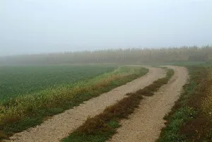 Rural lane through foggy field in early morning, USA Rural lane through foggy field in early morning, USA