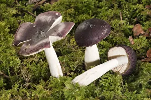 Russula Firmula -Russula firmula-, Untergroeningen, Baden-Wuerttemberg, Germany, Europe Russula Firmula -Russula firmula-, Untergroeningen, Baden-Wuerttemberg, Germany, Europe