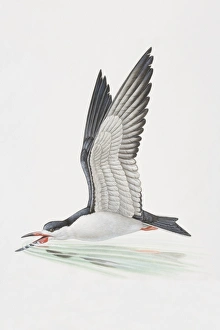 Rynchops niger, Black Skimmer dipping its beak into shallow water in mid-flight Rynchops niger, Black Skimmer dipping its beak into shallow water in mid-flight