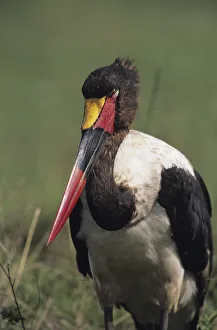 Saddle-bill stork (Ephippiorhynchus senegalensis) standing, Masai Mara National Reserve, Kenya Saddle-bill stork (Ephippiorhynchus senegalensis) standing, Masai Mara National Reserve, Kenya