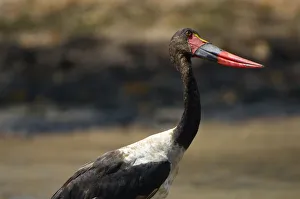 Saddle-billed Stork, Mana Pools NP, Zimbabwe Saddle-billed Stork, Mana Pools NP, Zimbabwe