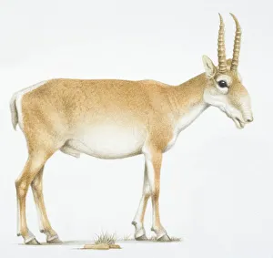 Saiga, Saiga tatarica, , antelope with long horns, side view Saiga, Saiga tatarica, , antelope with long horns, side view