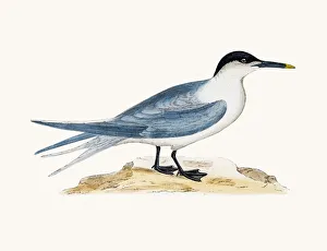 Sandwich tern Sandwich tern