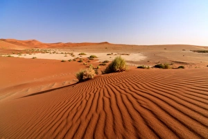 Sandy dunes and dried plants Namib Desert Sandy dunes and dried plants Namib Desert