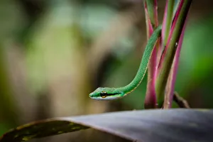 Satiny Parrot Snake, Leptophis depressirostris Satiny Parrot Snake, Leptophis depressirostris