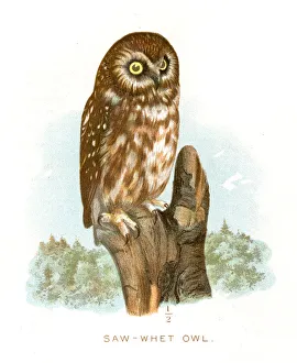<b class=qtipBold><figcaption>Saw-whet owl lithograph 1897</figcaption></b><br>Diseases of Poultry by Leonard Pearson - Clarence M. Busch, State Printer of Pennsylvania 1897<br><em>© This content is subject to copyright.</em> Saw-whet owl lithograph 1897