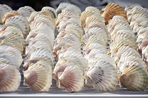 Scallops, including Great Scallop (Pecten maximus) Scallops, including Great Scallop (Pecten maximus)