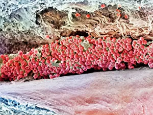 Scanning electron micrograph (SEM) of red blood cell Scanning electron micrograph (SEM) of red blood cell