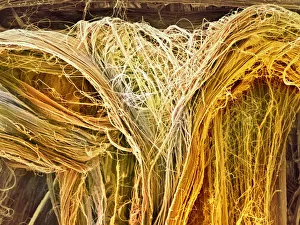 Scanning electron microscope (SEM) of tendon Scanning electron microscope (SEM) of tendon
