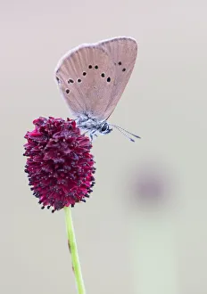 Scarce Large Blue (Phengaris teleius) on Great Burnet (Sanguisorba officinalis), Hesse Scarce Large Blue (Phengaris teleius) on Great Burnet (Sanguisorba officinalis), Hesse